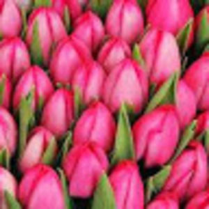 Meet your Posher, Monkey